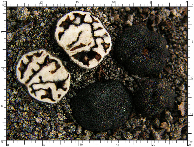 Genea sphaerica